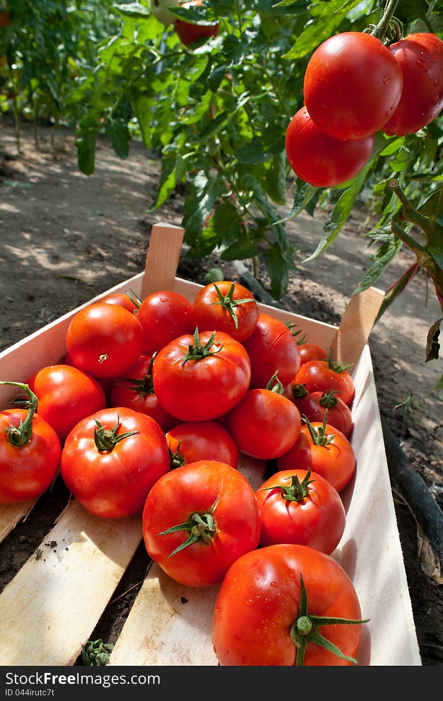 Ripe tomatoes ready for picking. Ripe tomatoes ready for picking