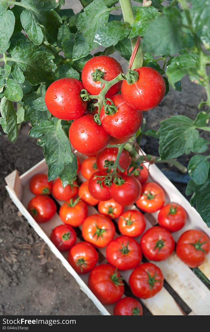 Picking Tomatoes