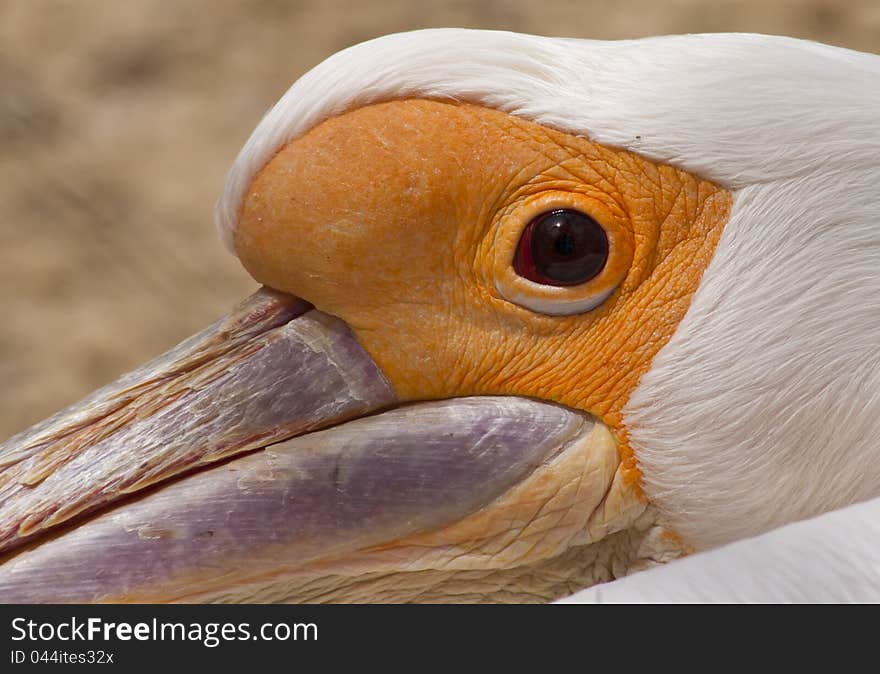 A very close up shot showing detail around a pelicans' eye and some beak detail. A very close up shot showing detail around a pelicans' eye and some beak detail.