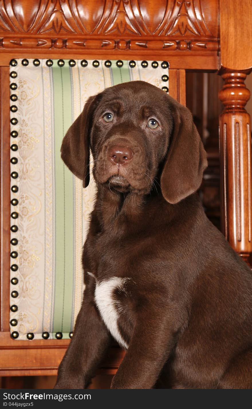 Portrait of very beautiful mixed-breed puppy brown color on the wooden chair. She looks imperial and noble. Portrait of very beautiful mixed-breed puppy brown color on the wooden chair. She looks imperial and noble