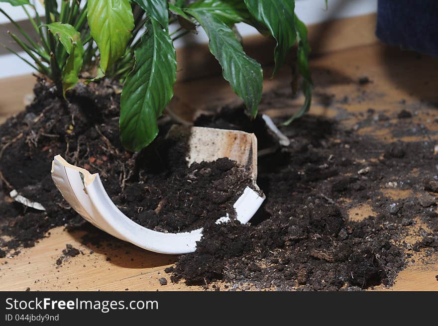 Broken up pot with flower