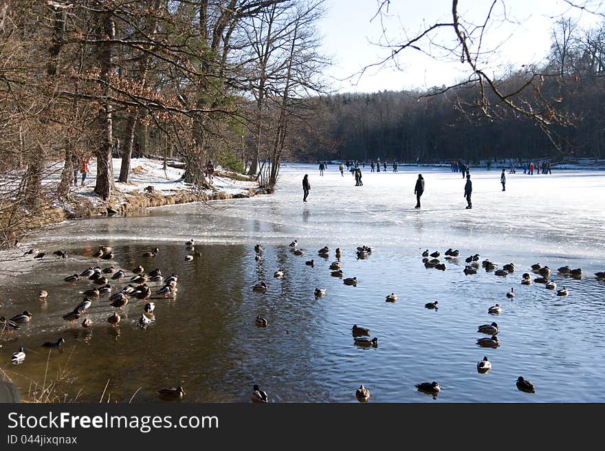 Duck pond in the ice