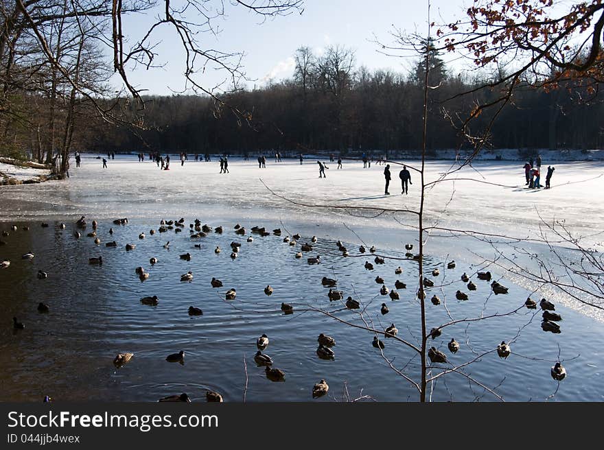 Duck pond in the ice