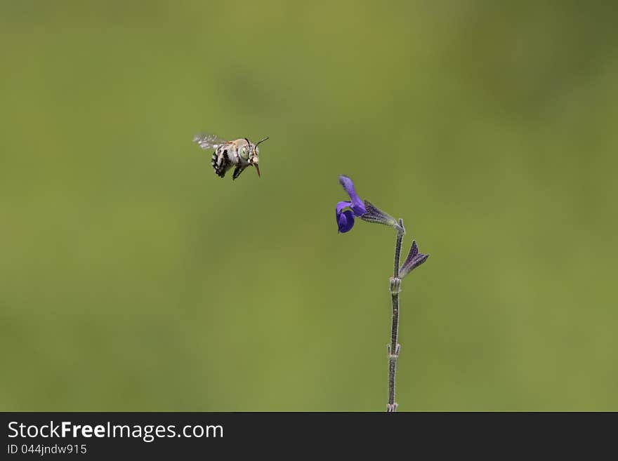 Rare picture of a Blue Banded Bees (Amegilla) approaching a flower of Salvia chamaedryoides (indigo Blue). The speed and unpredictable movement on the bees make it really hard to catch them in mid flight. These bees (mostly 8-13 mm long), with glittering stripes of blue or whitish hair across their black abdomens.The females build nests in shallow burrows in the ground but they may also nest in mudbrick houses or in soft mortar.