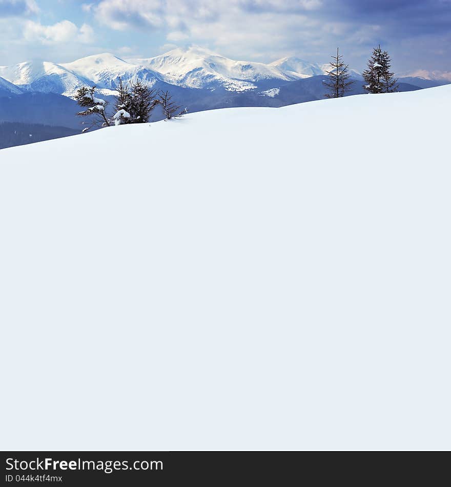 Winter landscape with fur-trees and fresh snow. Ukraine, Carpathians