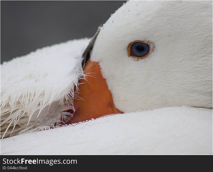 A white goose resting with his head under his wing.