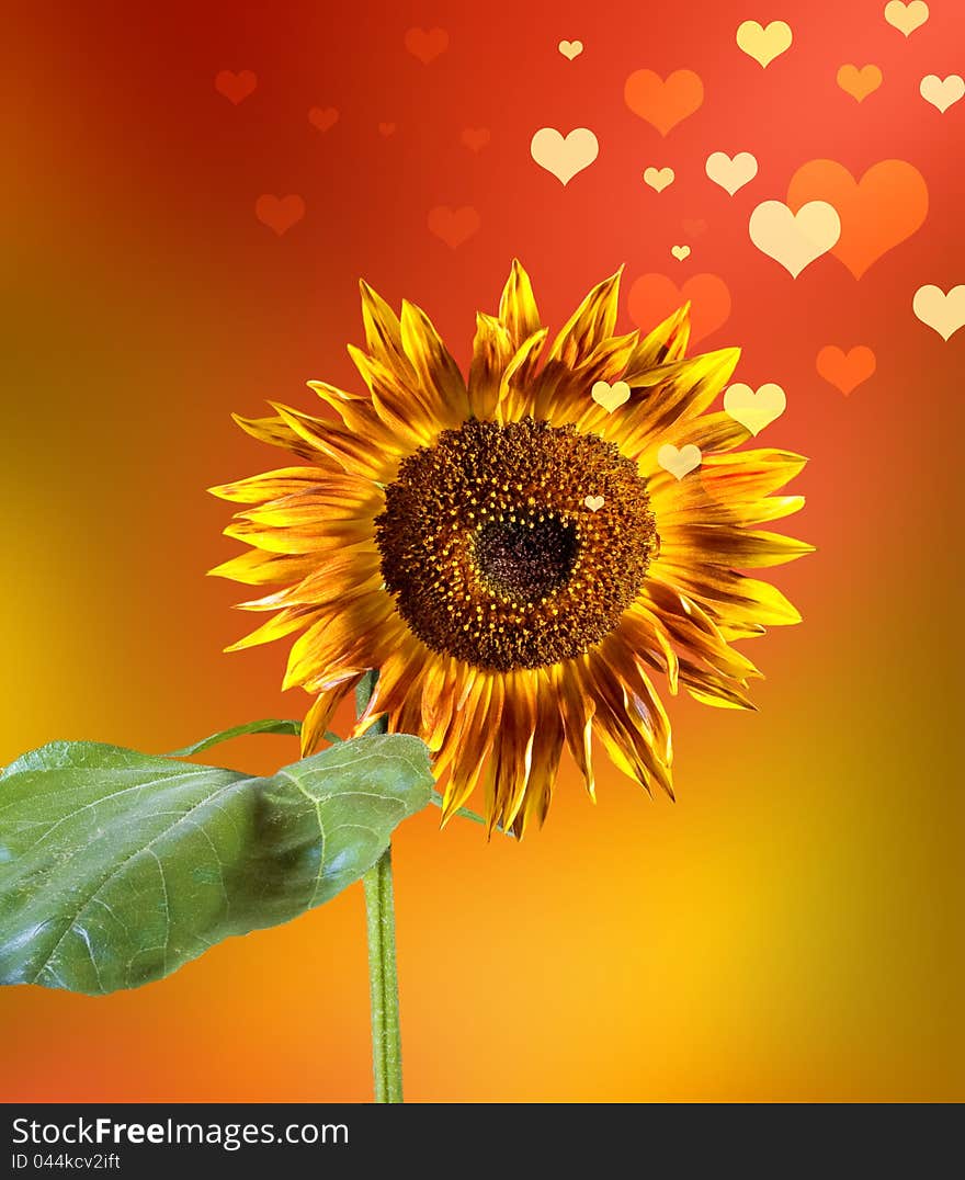 Valentine sunflower and colored hearts