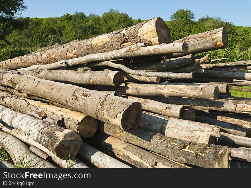 Logs Loosely Piled Before Being Cut Up