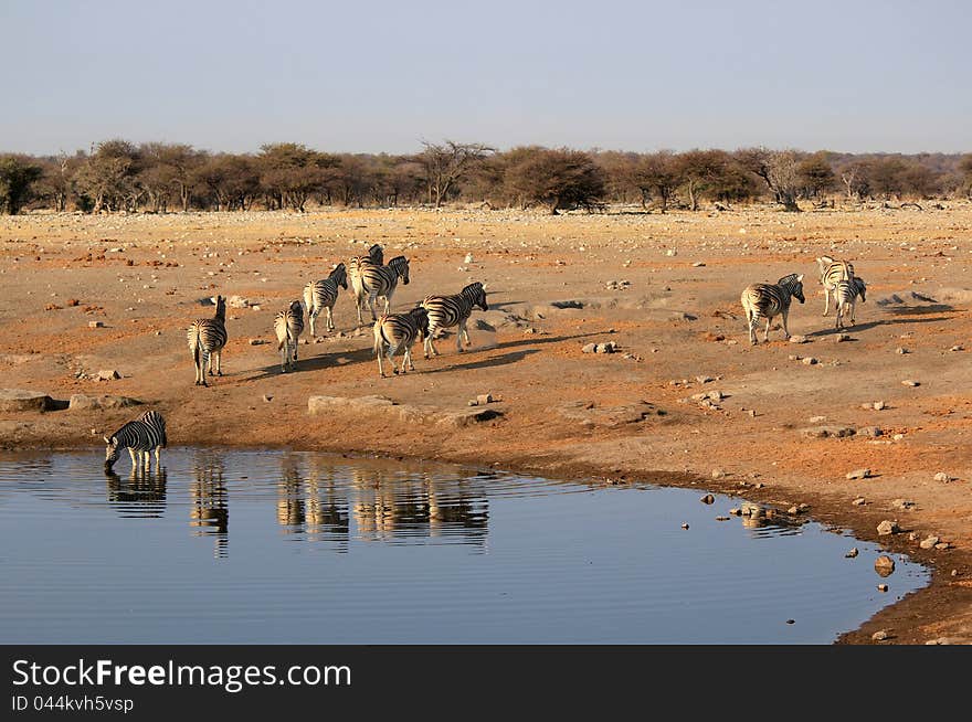 Herd of Burchell zebras in Etosha wildpark