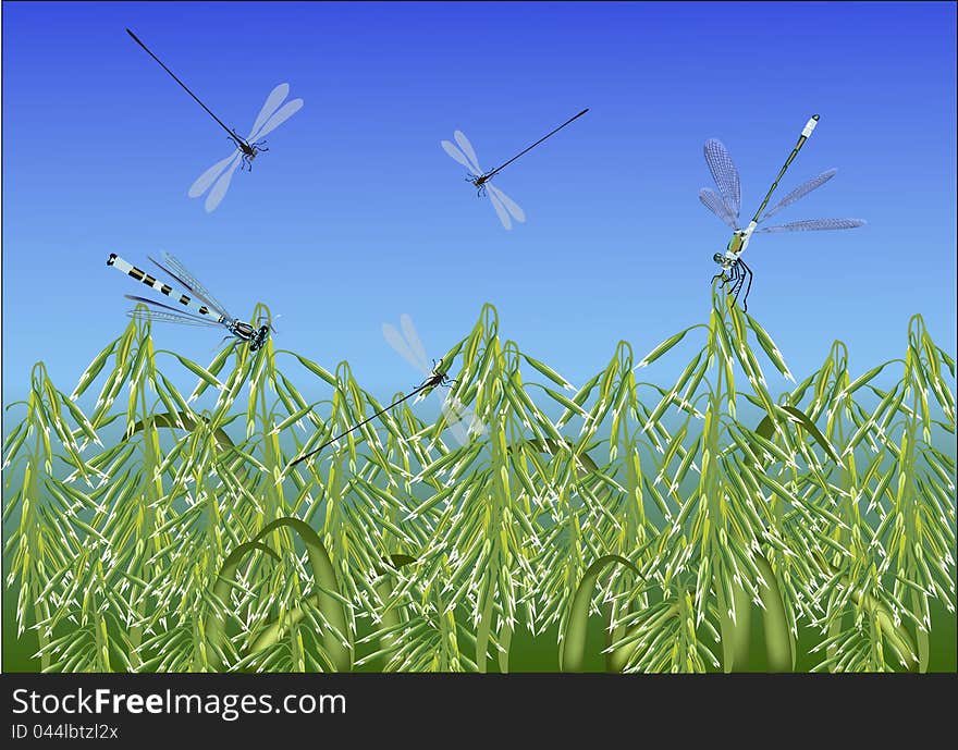 Illustration with dragonflies above oat field