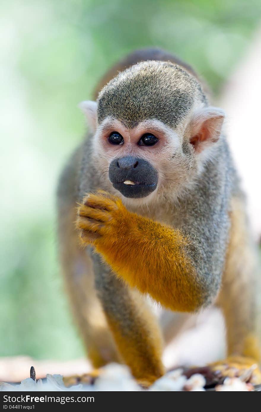 Little squirrel monkey eating seed