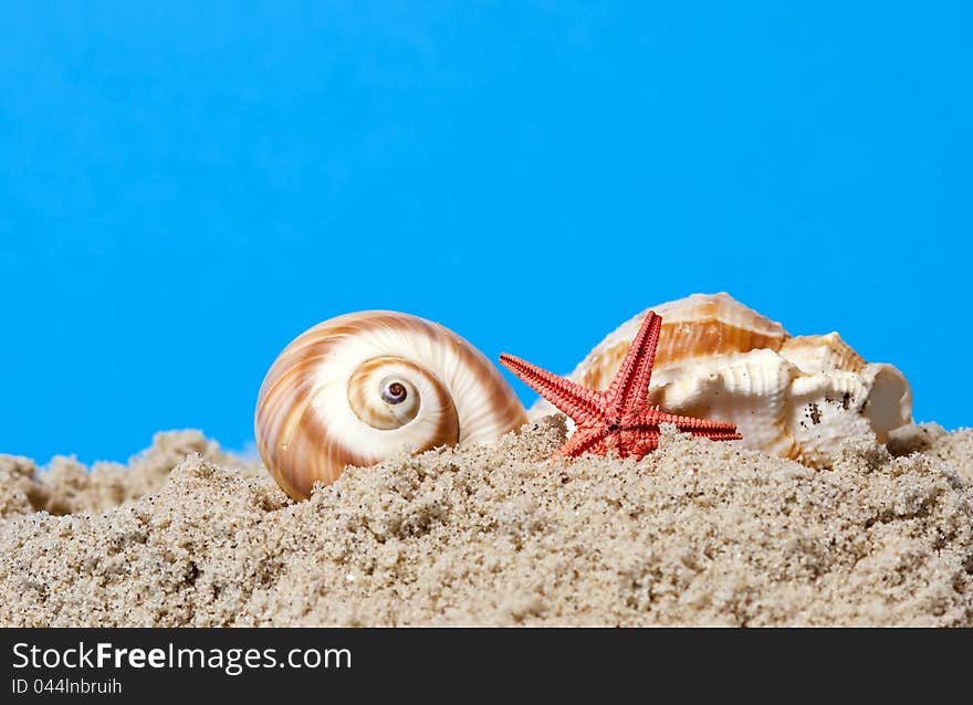 Seashell and starfish on blue background