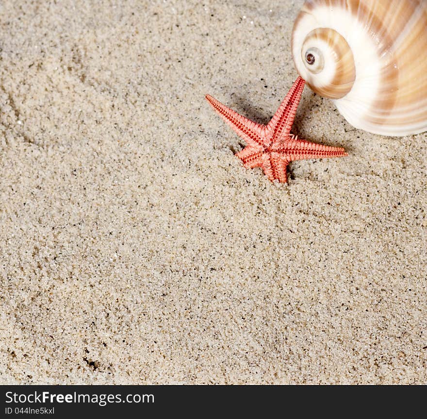 Seashell and starfish in sand