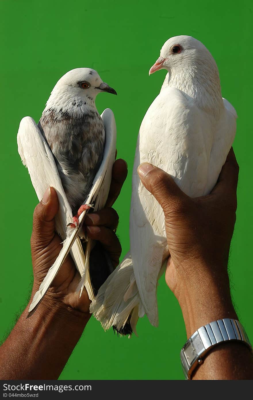 Closeup shot of two birds