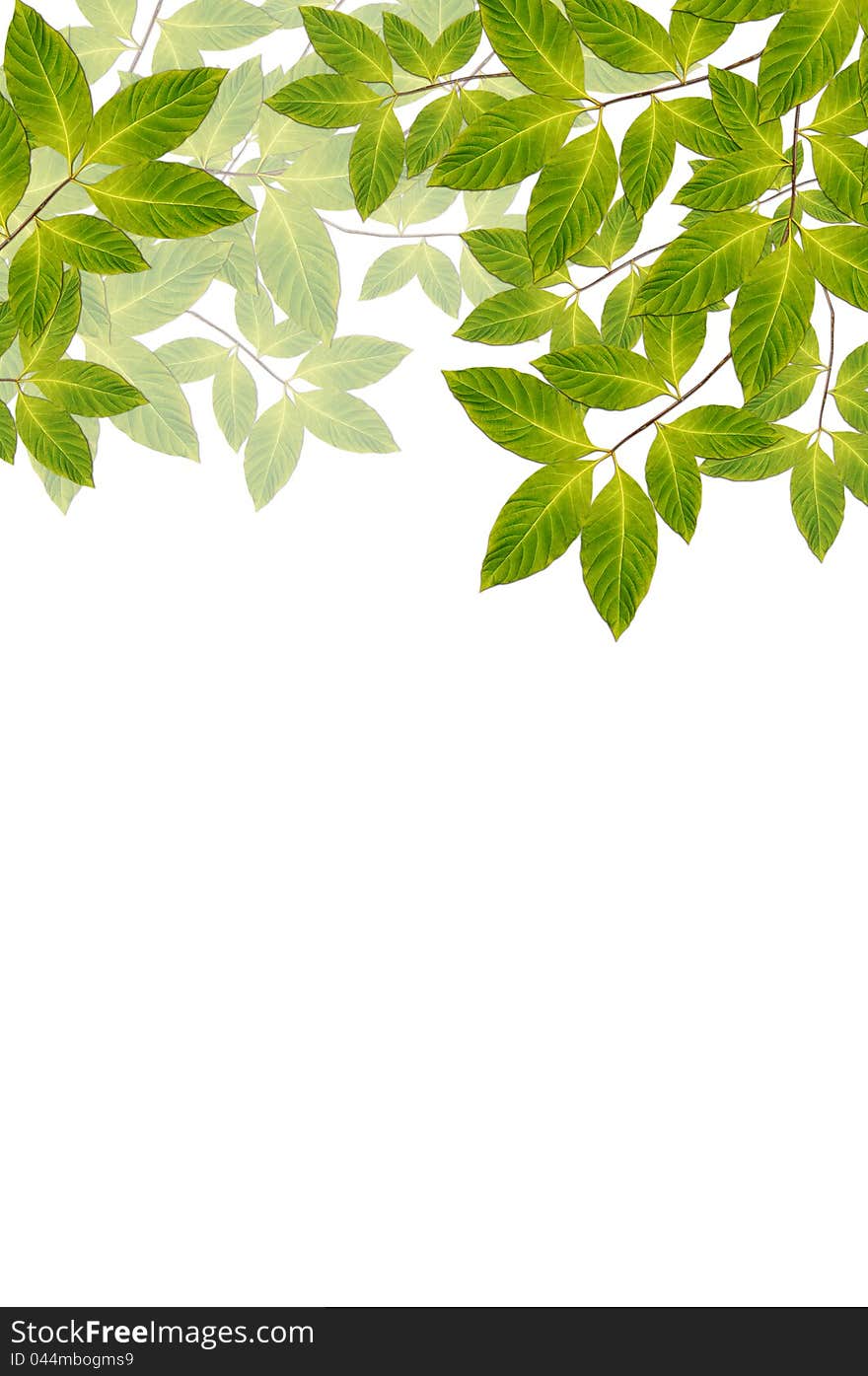 Fresh green leaves on white background for decoration