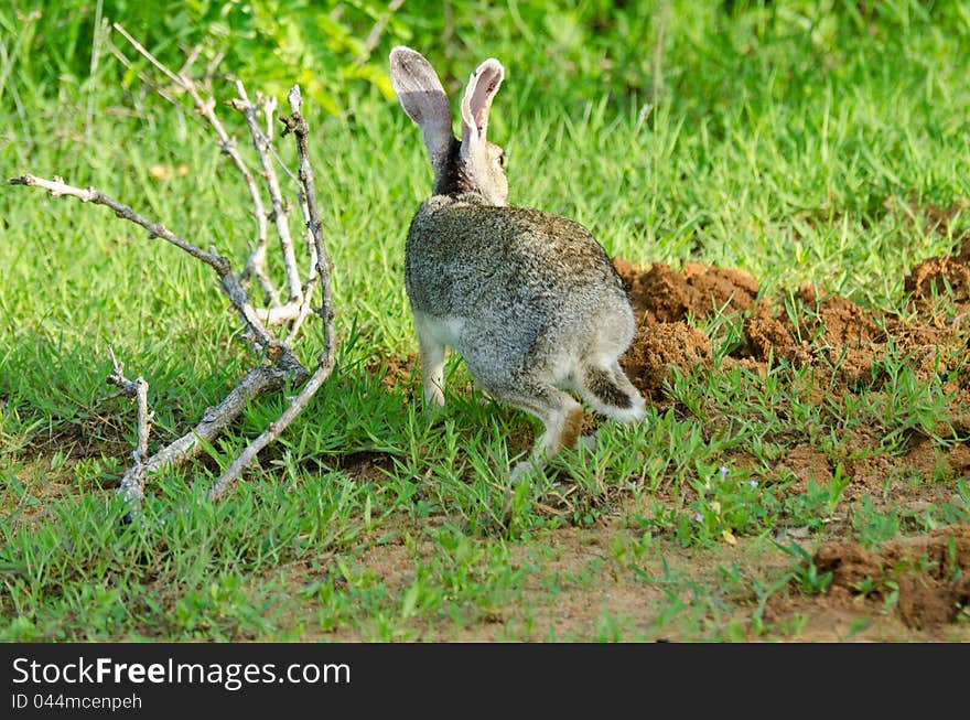 Sri Lanka black-naped hare, Rabbit. Sri Lanka black-naped hare, Rabbit