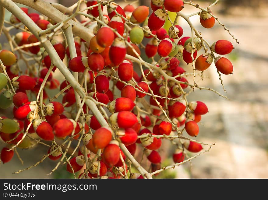 The red stems of areca nut.