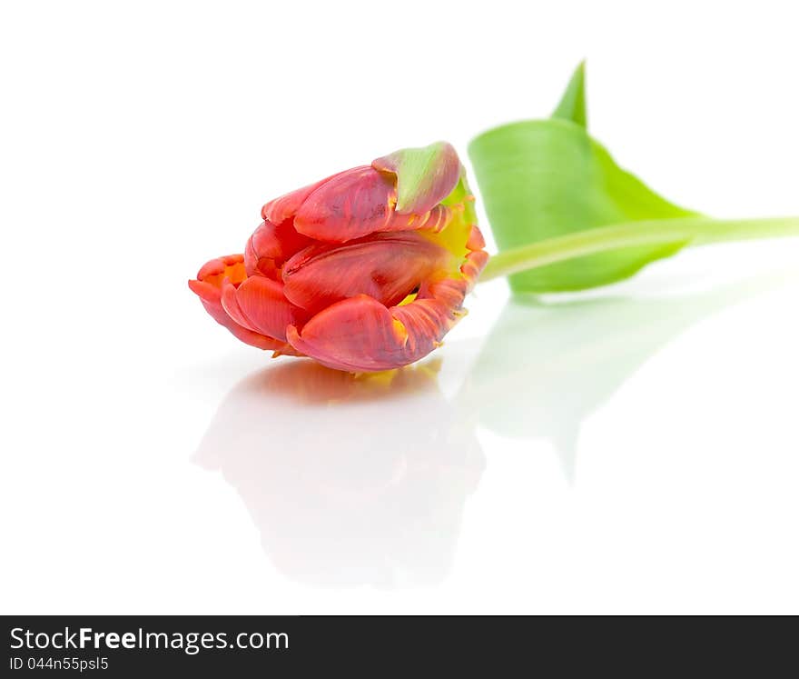 Red tulip on a white background with reflection closeup