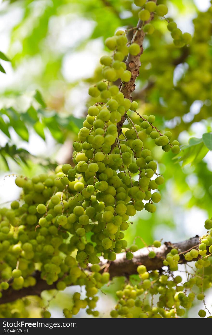 Closeup Star Gooseberry On Tree