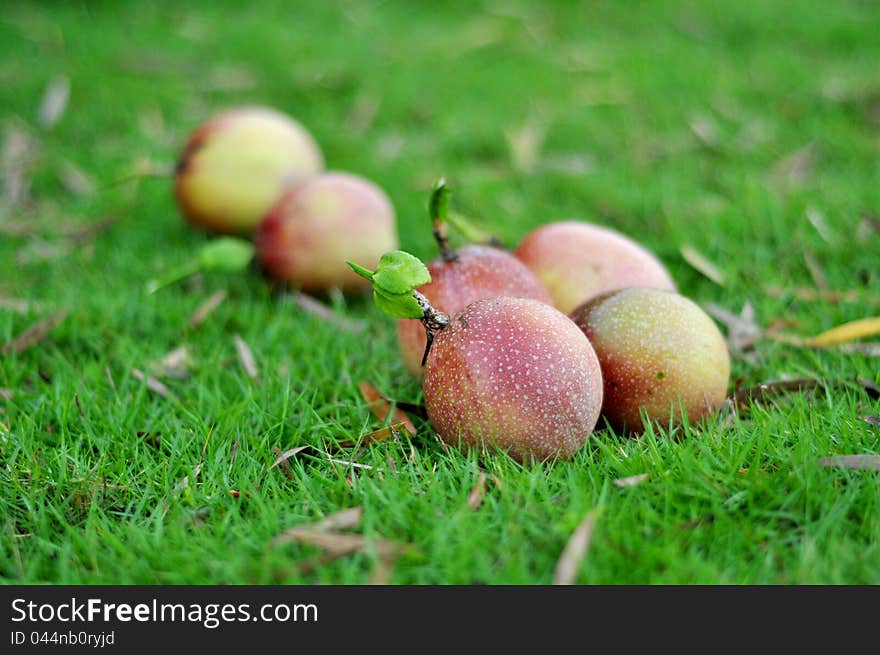 Fresh passion fruit in the garden