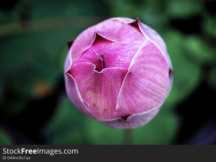 Close shot of the lotus bloom