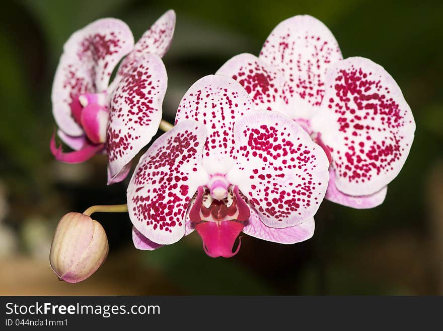 Blooming purple orchid close up