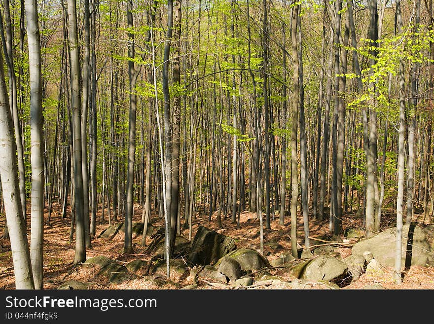 Spring beech forest with green leaves. Spring beech forest with green leaves