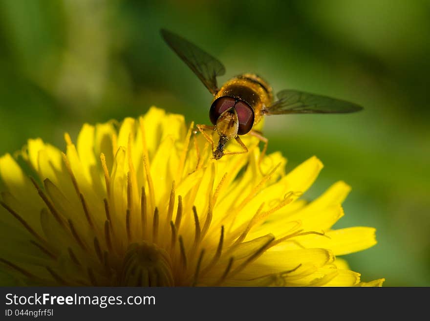 Episyrphus Balteatus