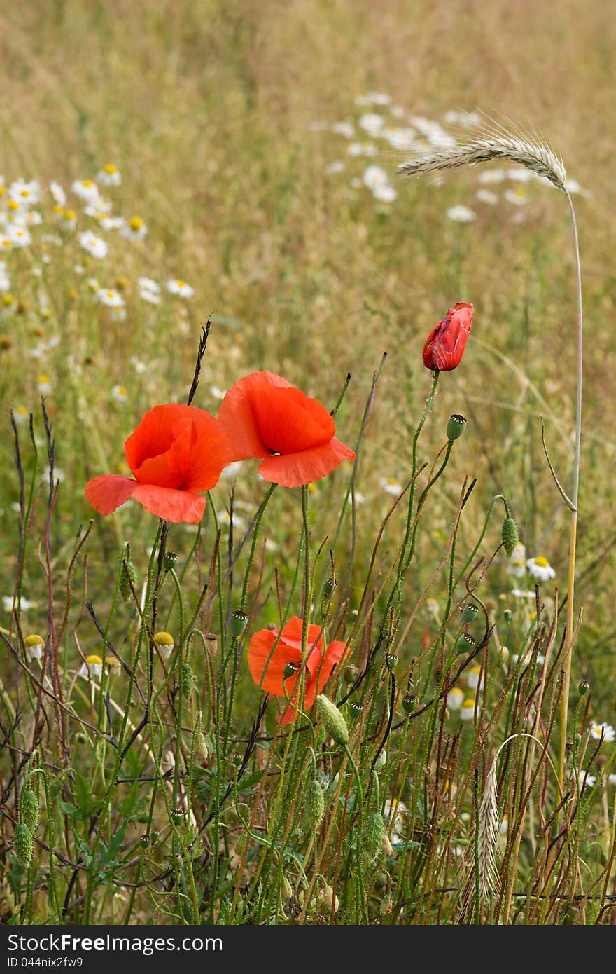 Red poppies blooming in a field. Red poppies blooming in a field