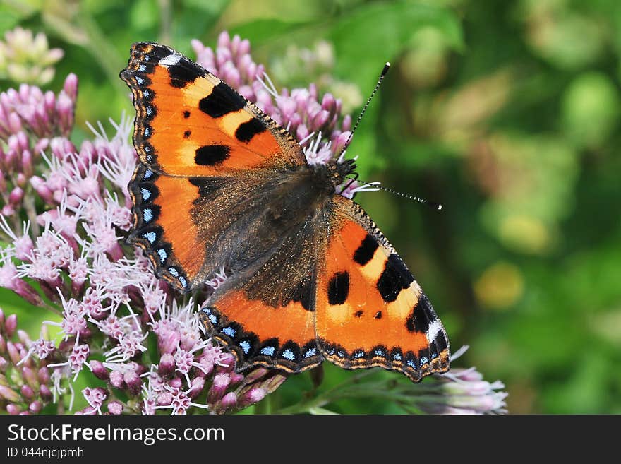 Detail of butterfly Aglais urticae sitting on a flower