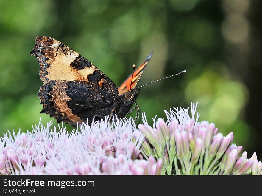 Aglais Urticae