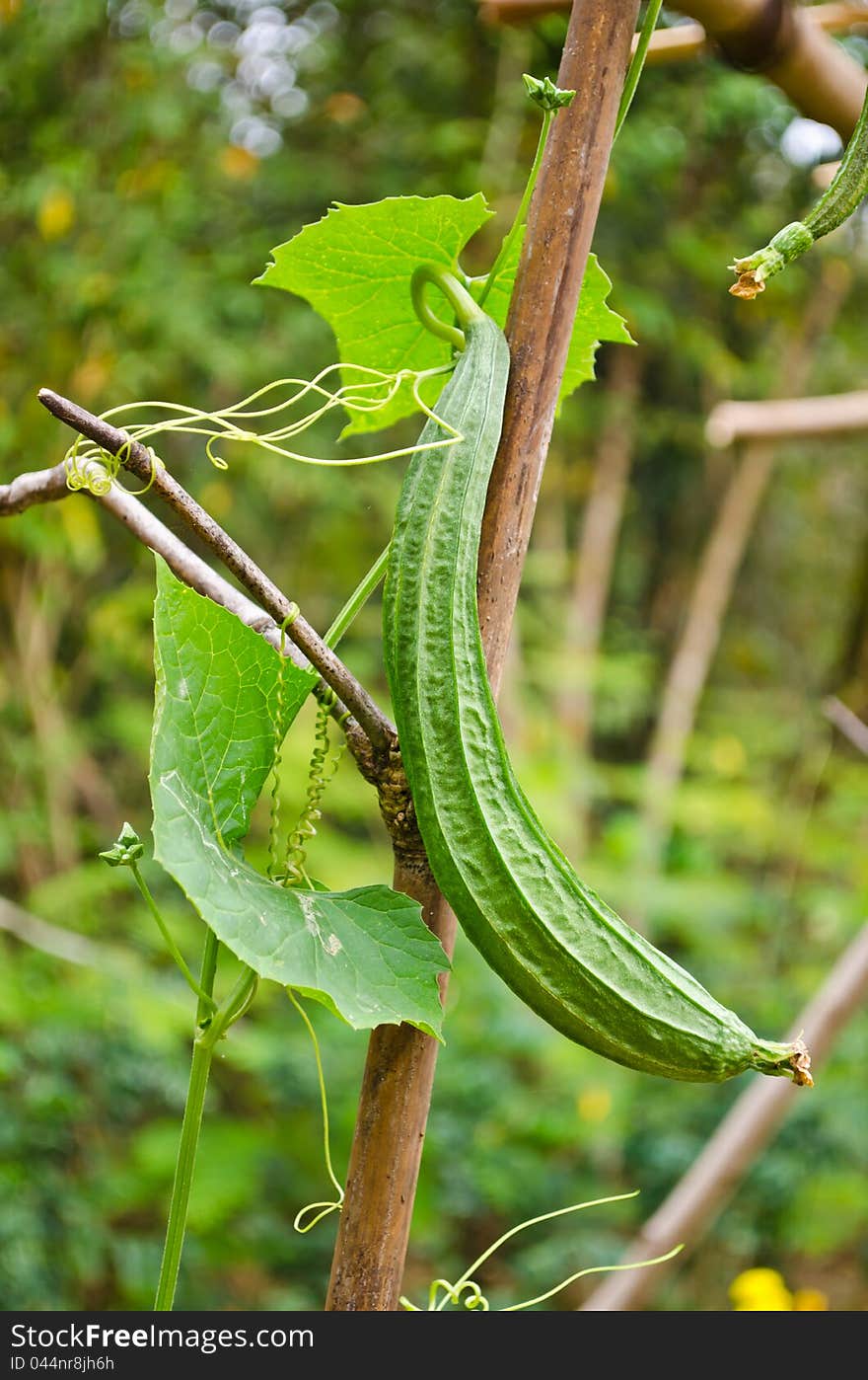 Angled gourd in organic farm,Thailand