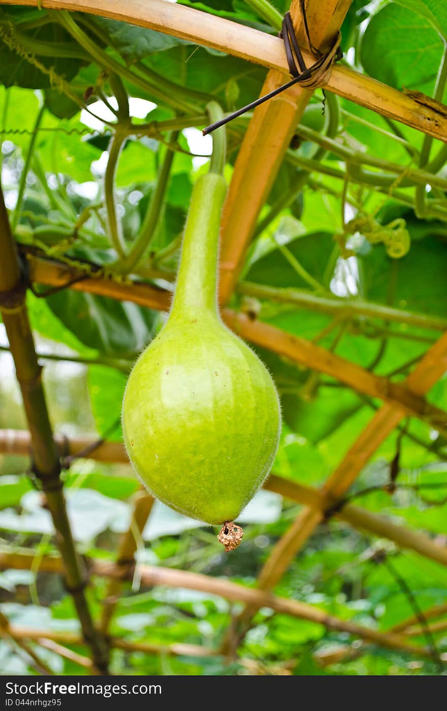 Bottle gourd in organic farm,Thailand