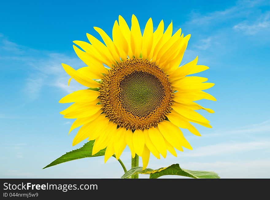 Sunflower blooming