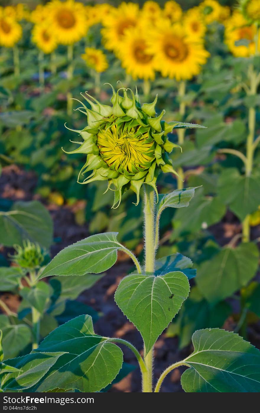 Young sunflower in farm