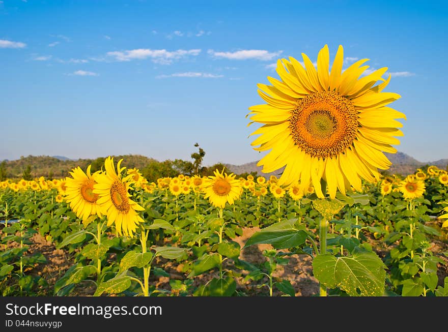 Sunflower blooming at farm