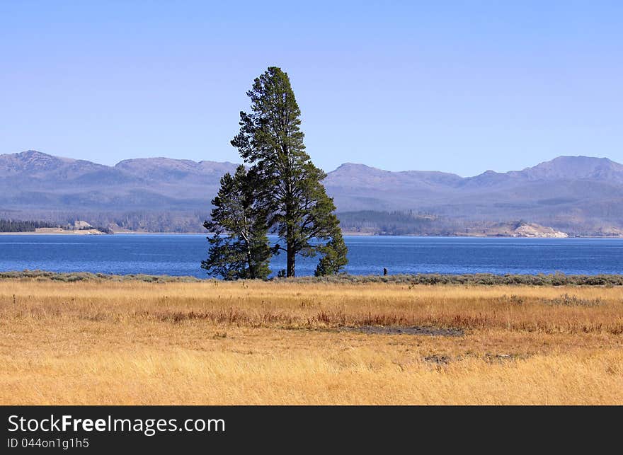 Single tall pine tree