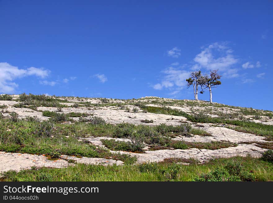 Two small trees on a rocky hill with blue sky background. Two small trees on a rocky hill with blue sky background