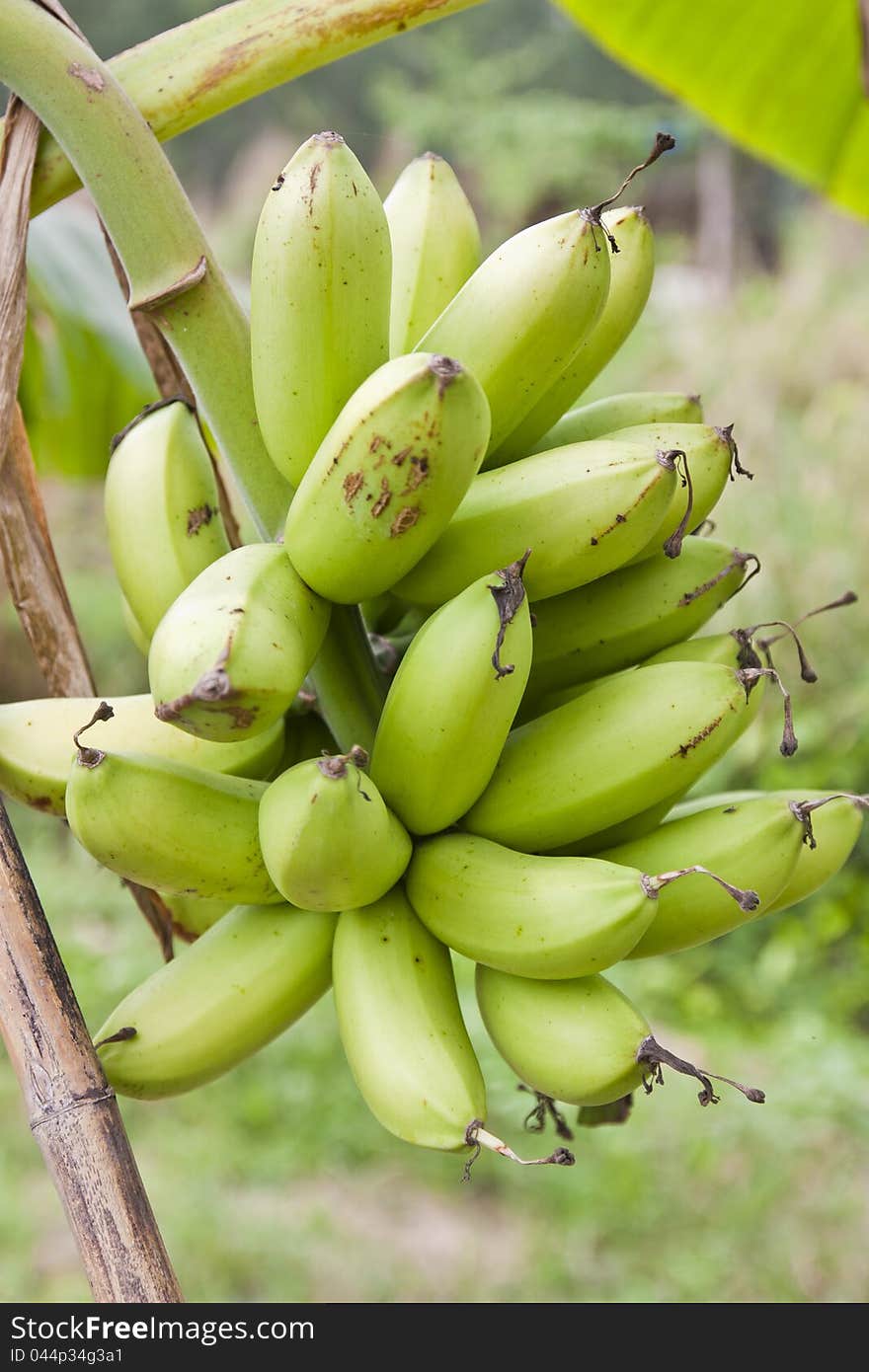 Banana fruit on banana tree. Banana fruit on banana tree