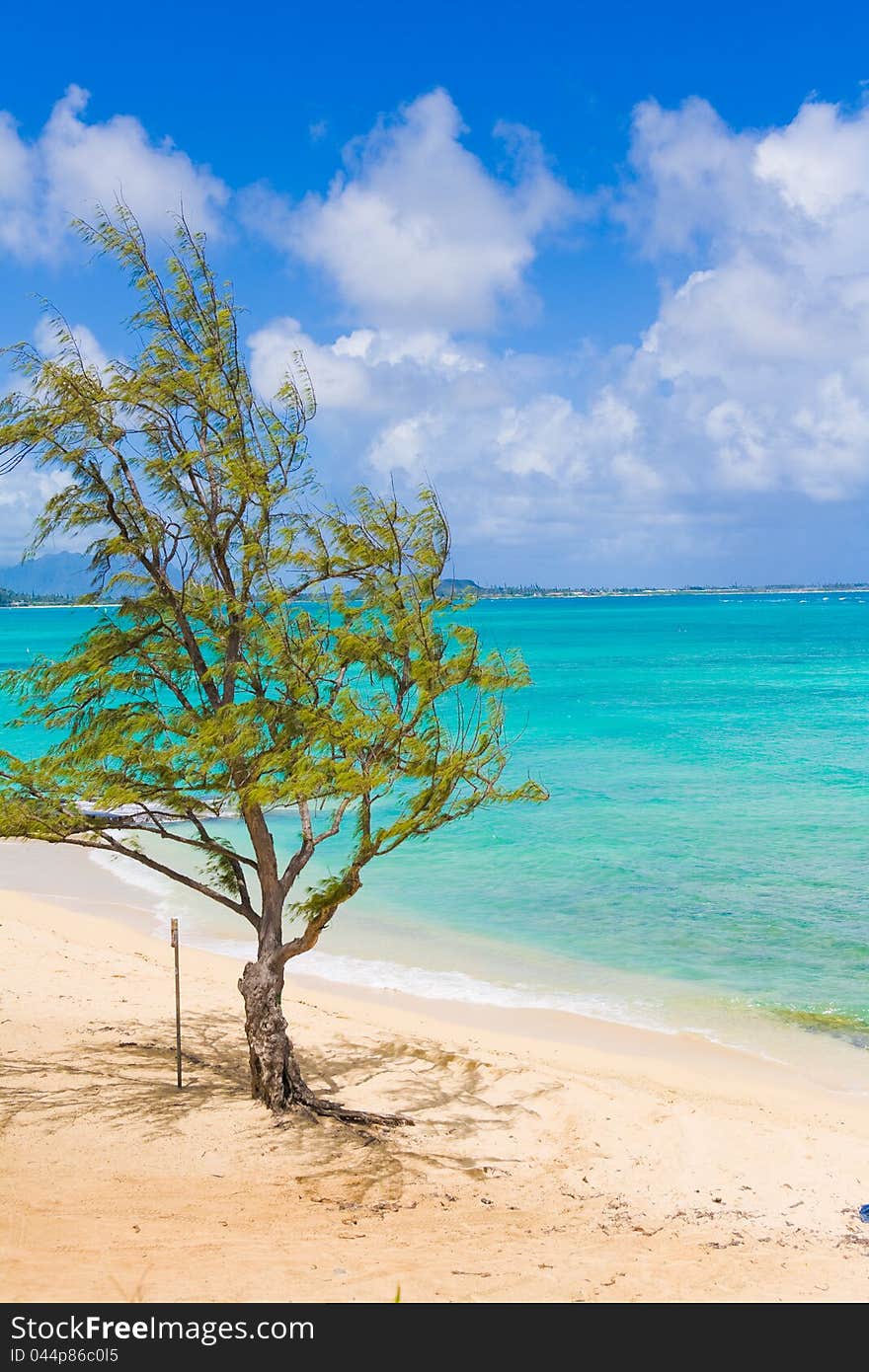 The Hawaiian sea and a tree and the sky. The Hawaiian sea and a tree and the sky