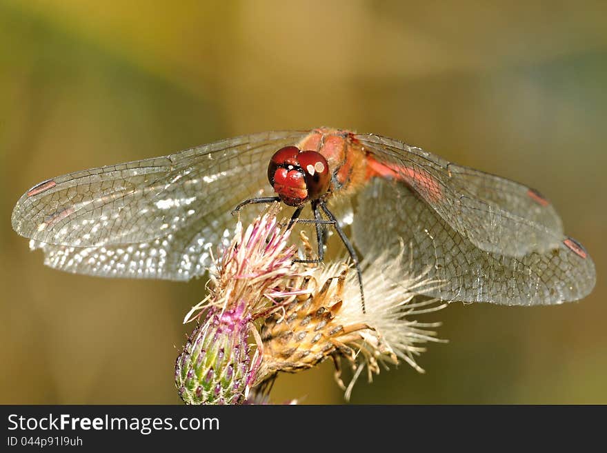 Genus Sympetrum dragonfly sitting on a flower. Genus Sympetrum dragonfly sitting on a flower