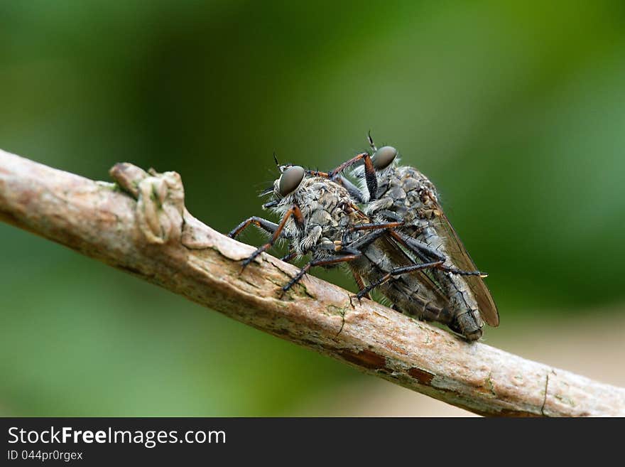 Two Tolmerus atricapillus sitting on each other