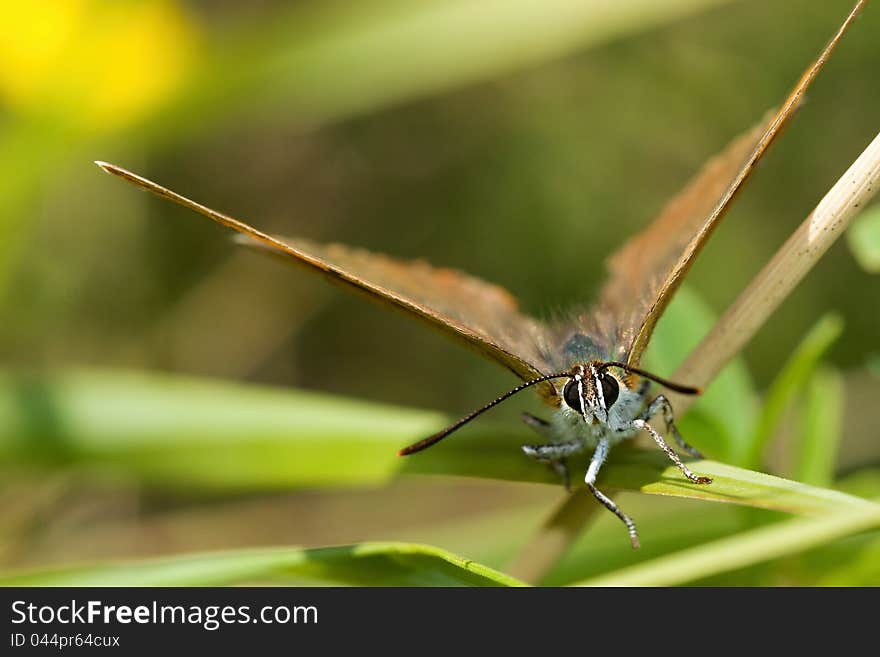 Portrait of a butterfly Thecla betulae