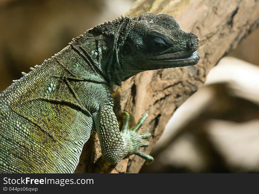 Portrait of a lizard Hydrosaurus weber. Portrait of a lizard Hydrosaurus weber