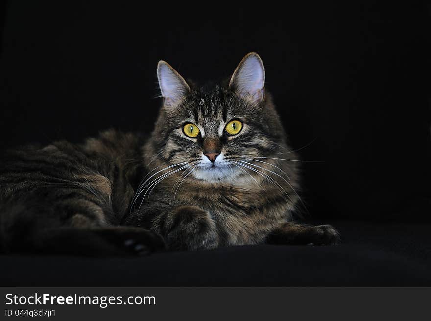 Maine coon cat  on black background. Maine coon cat  on black background