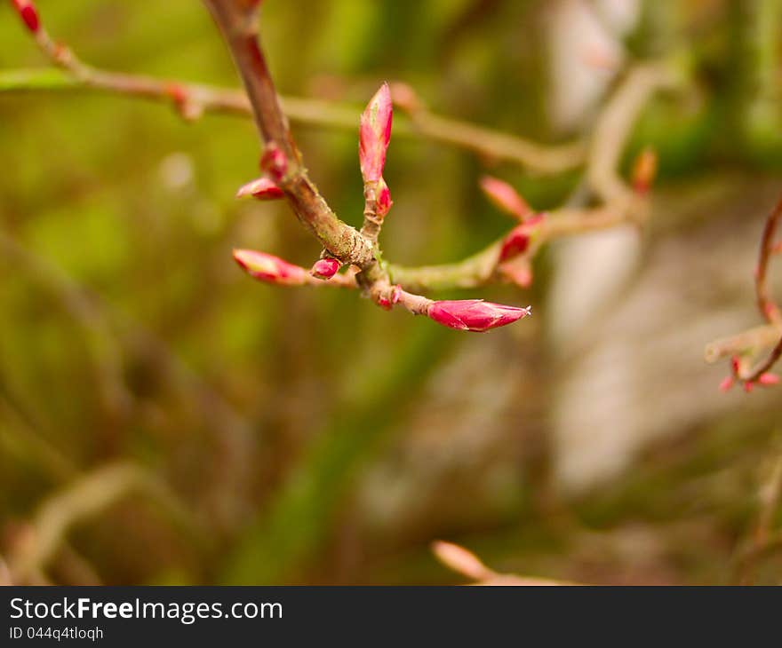 Tree buds