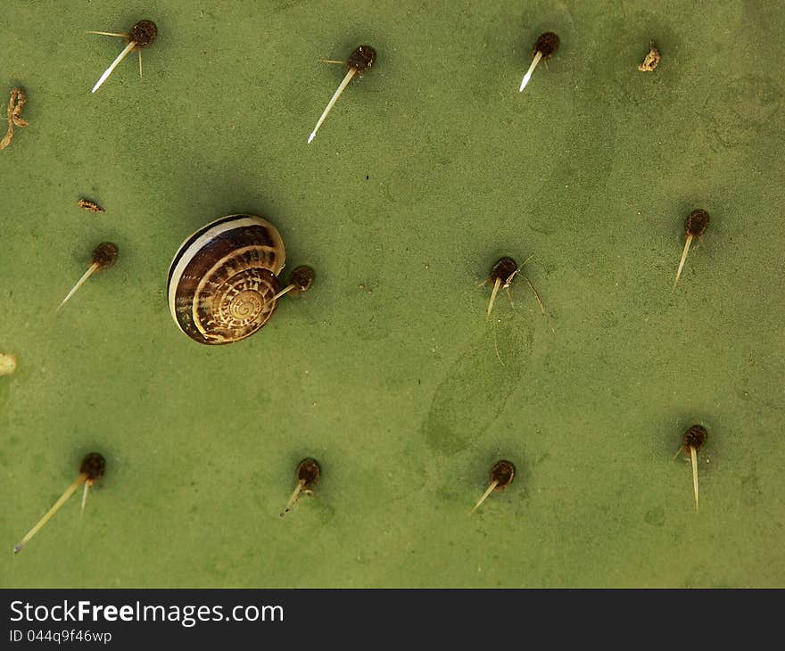 Snail on the thorny opuntia. Snail on the thorny opuntia