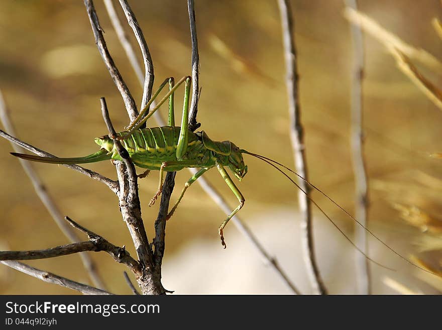 Ephippiger ephippiger keeps on thin twigs