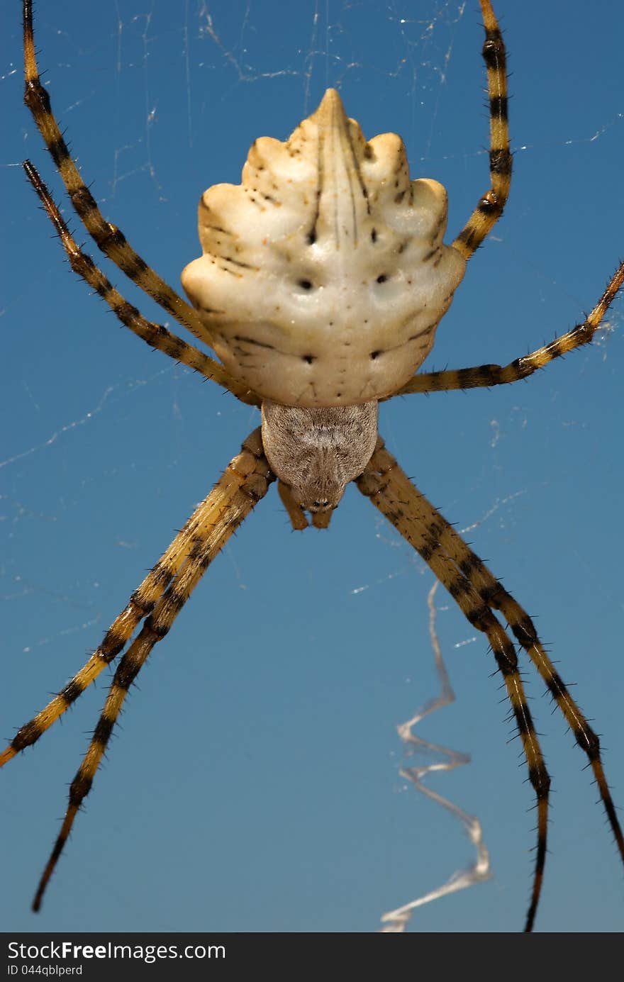 Argiope lobata - detail