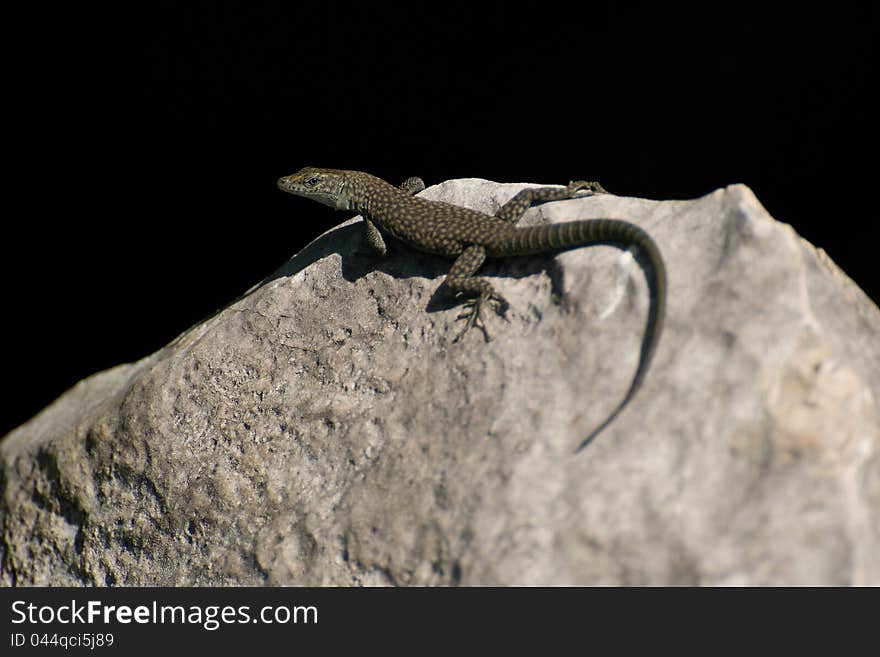 Lizard genus dalmatolacerta on a black background. Lizard genus dalmatolacerta on a black background